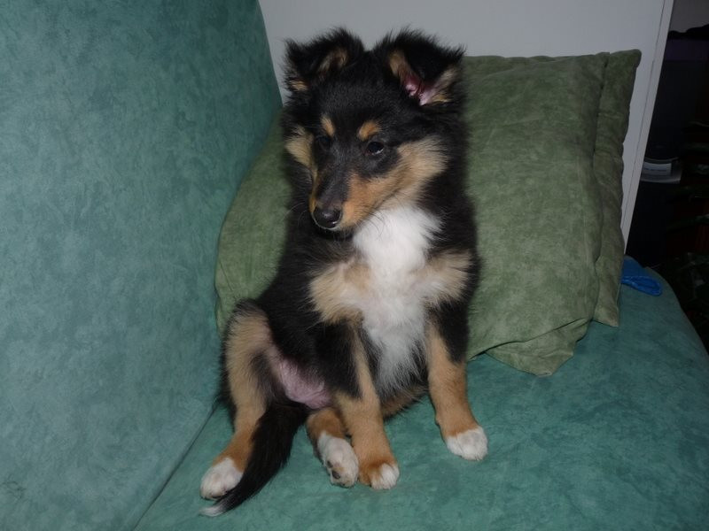 Publication : Des Shelties De Gaia