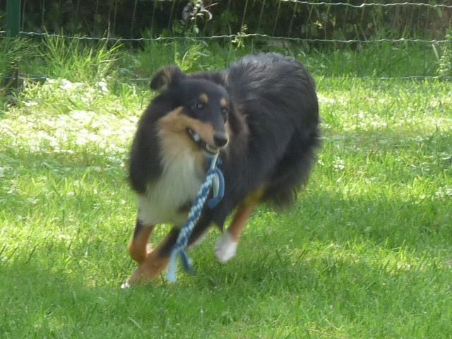 Publication : Des Shelties De Gaia