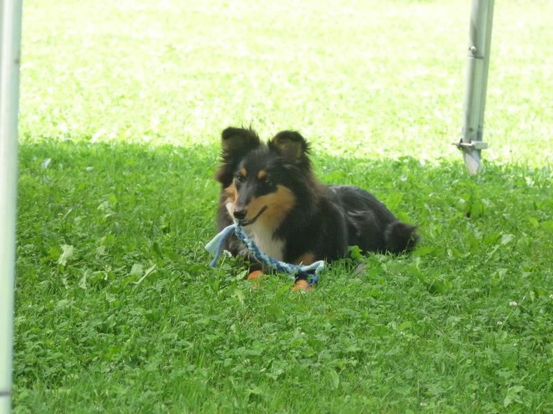 Publication : Des Shelties De Gaia