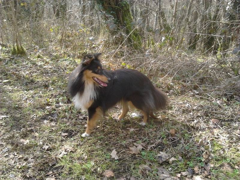 Publication : Des Shelties De Gaia