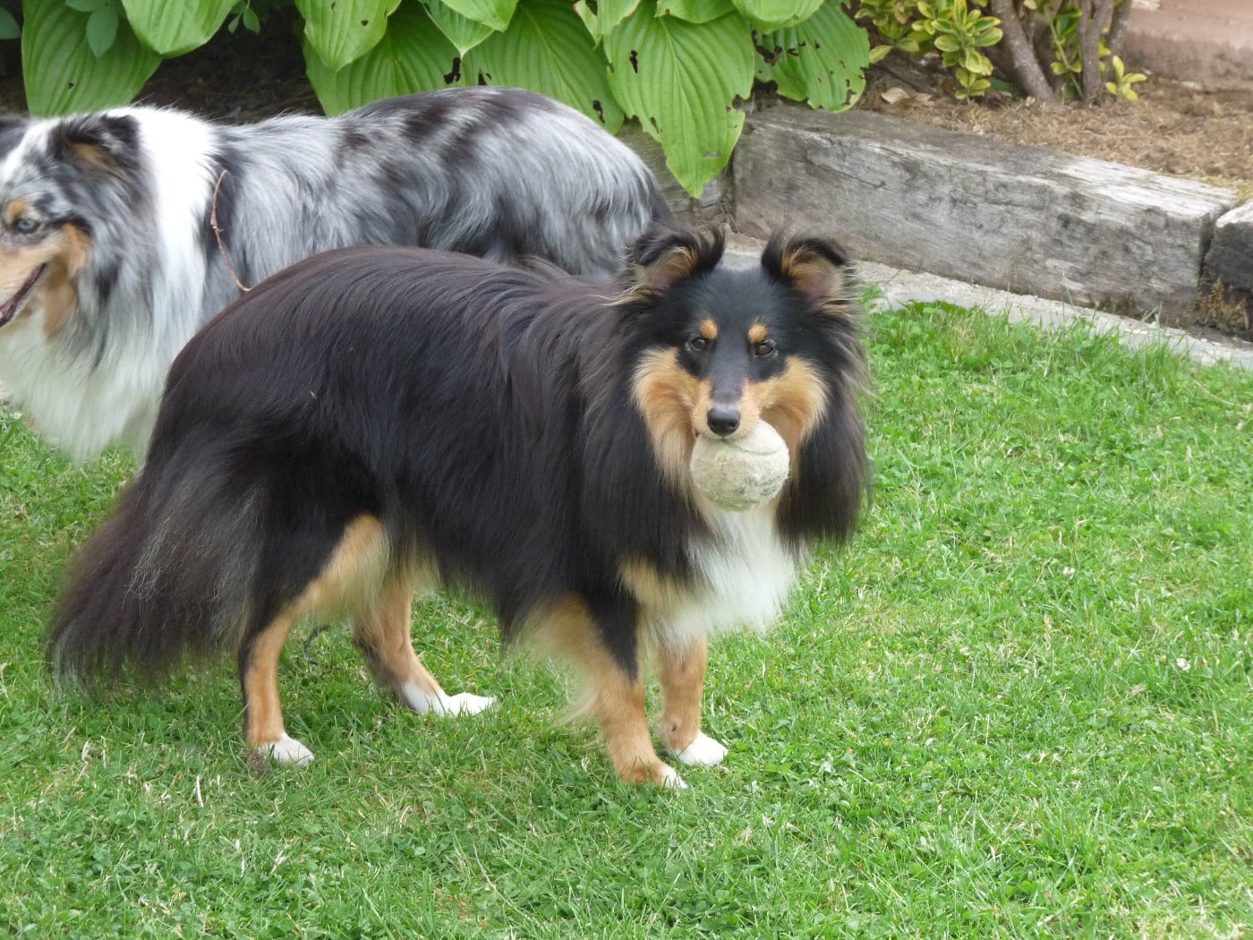 Publication : Des Shelties De Gaia