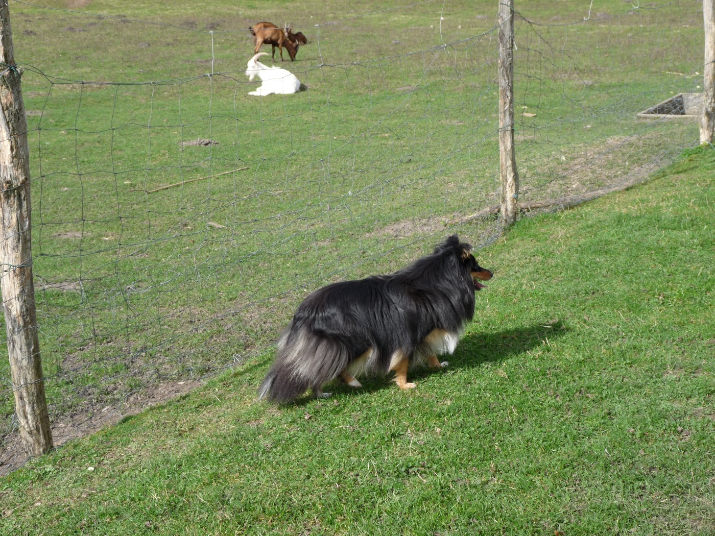 Publication : Des Shelties De Gaia