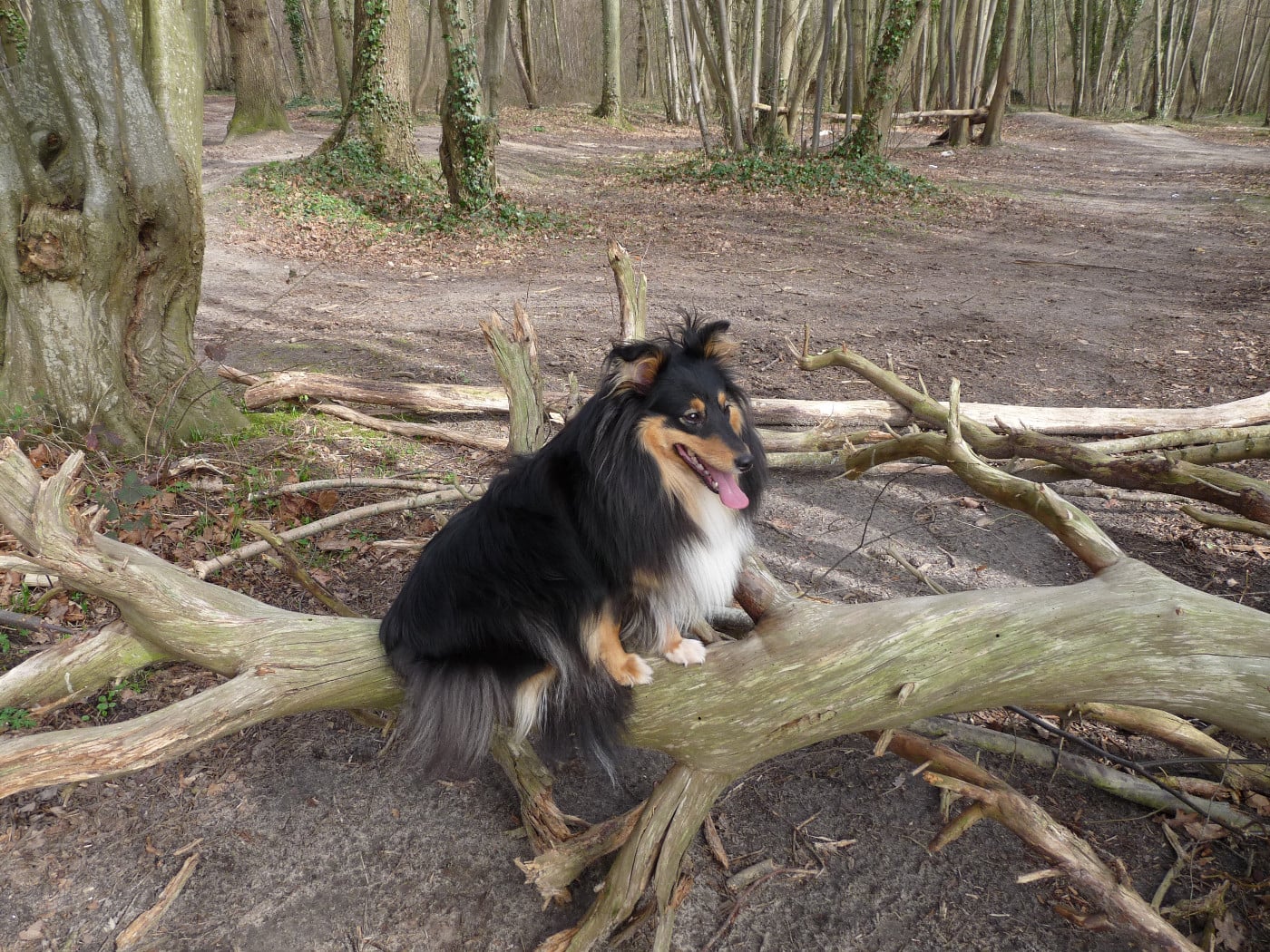 Publication : Des Shelties De Gaia