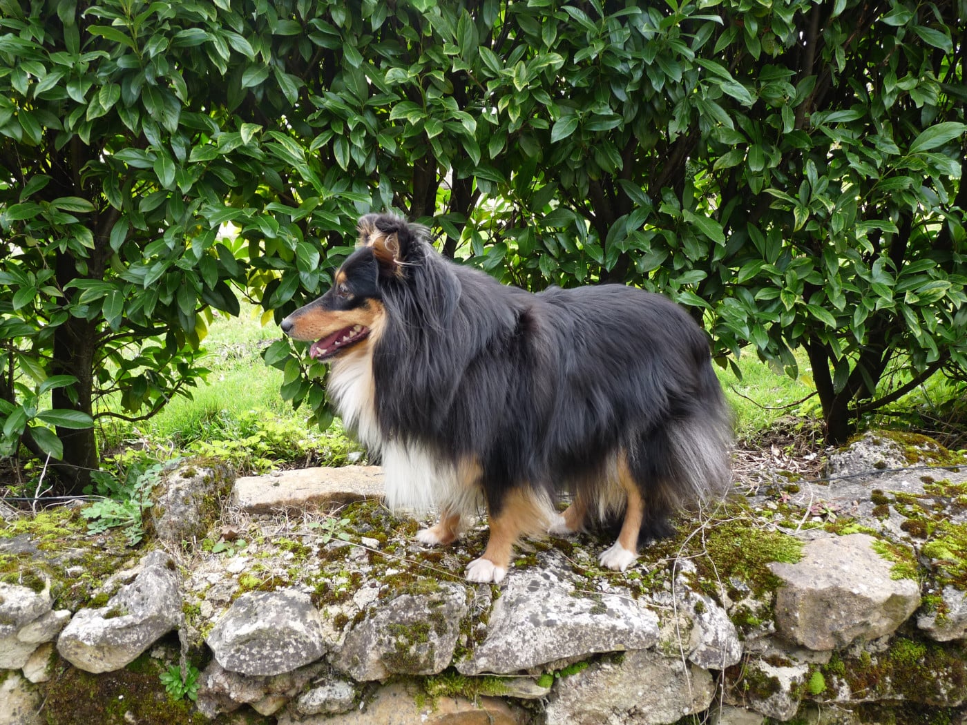 Publication : Des Shelties De Gaia