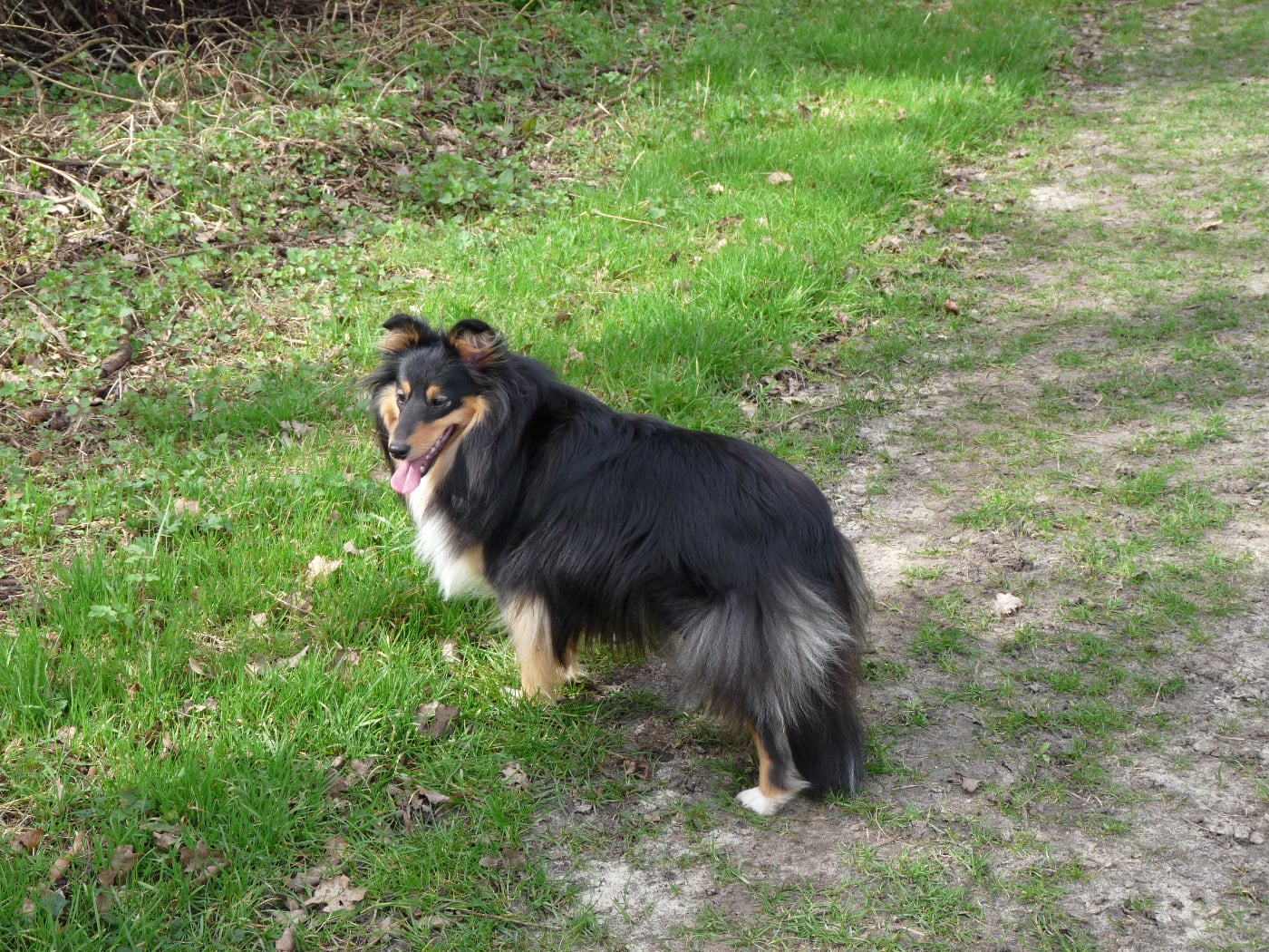 Publication : Des Shelties De Gaia