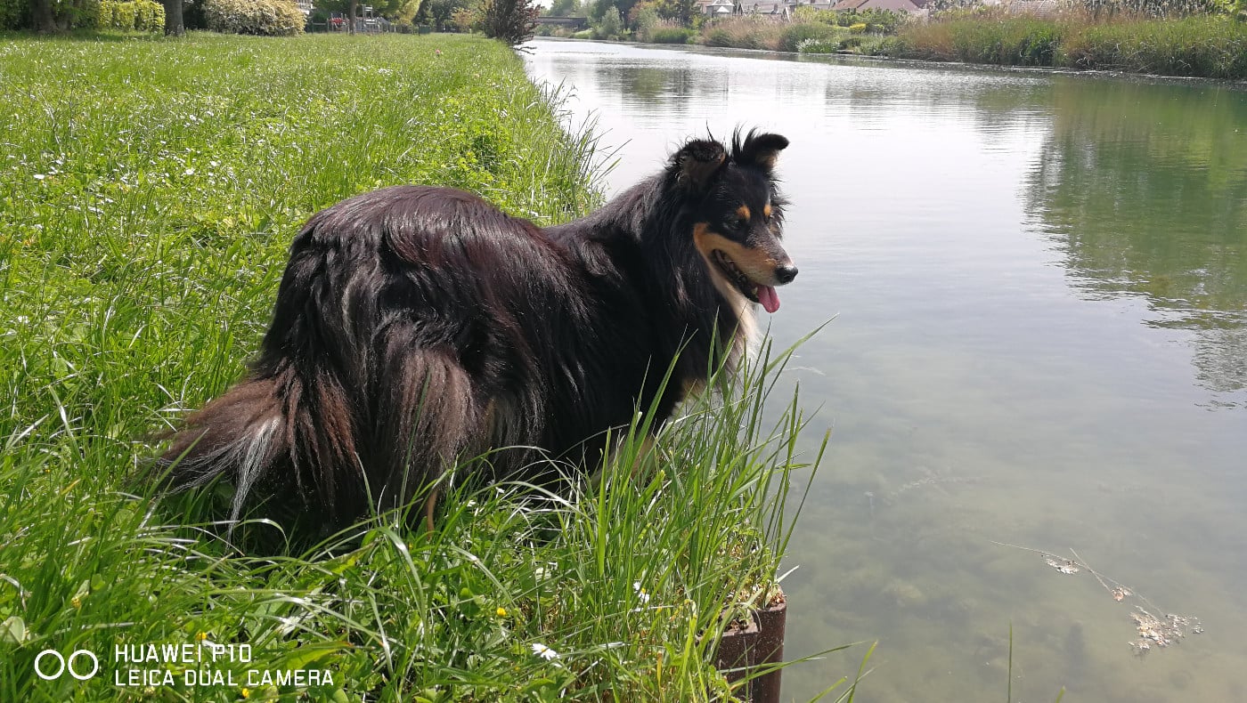 Publication : Des Shelties De Gaia