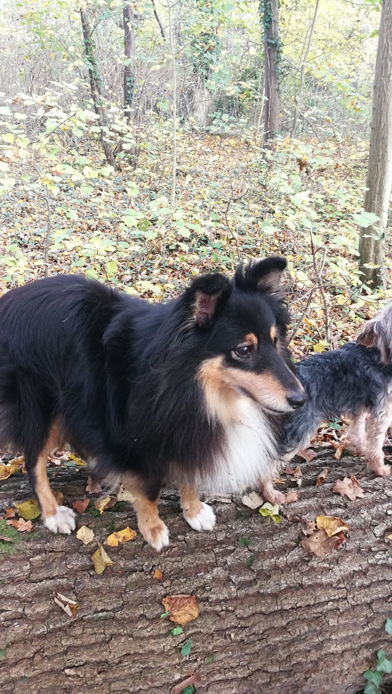 Publication : Des Shelties De Gaia