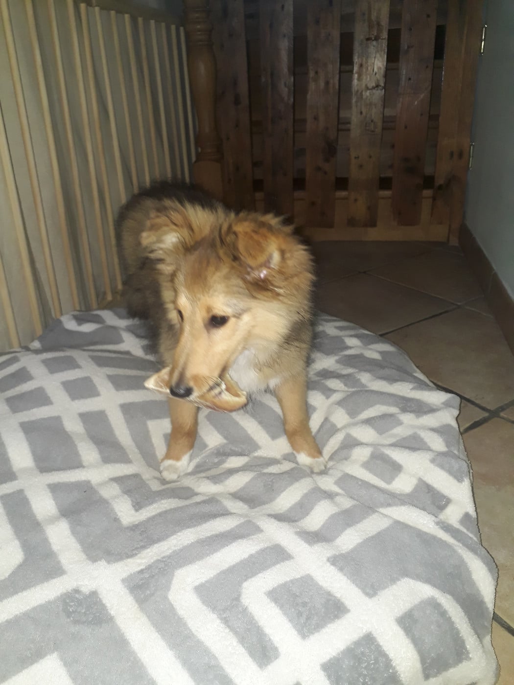 Sonic Des Shelties De Gaia