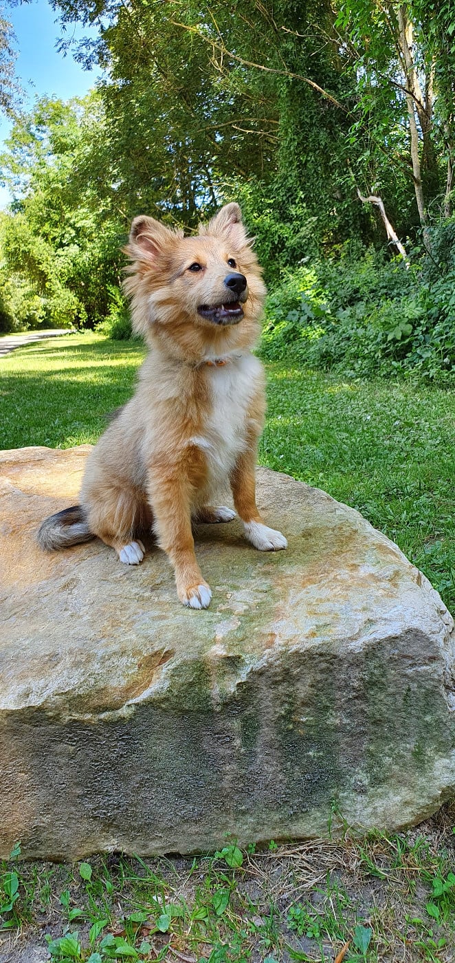 Sonic Des Shelties De Gaia