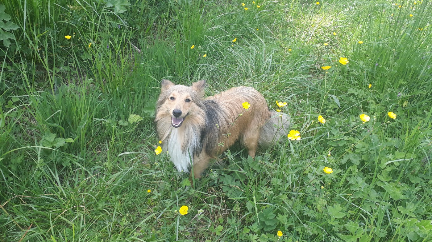 Sonic Des Shelties De Gaia