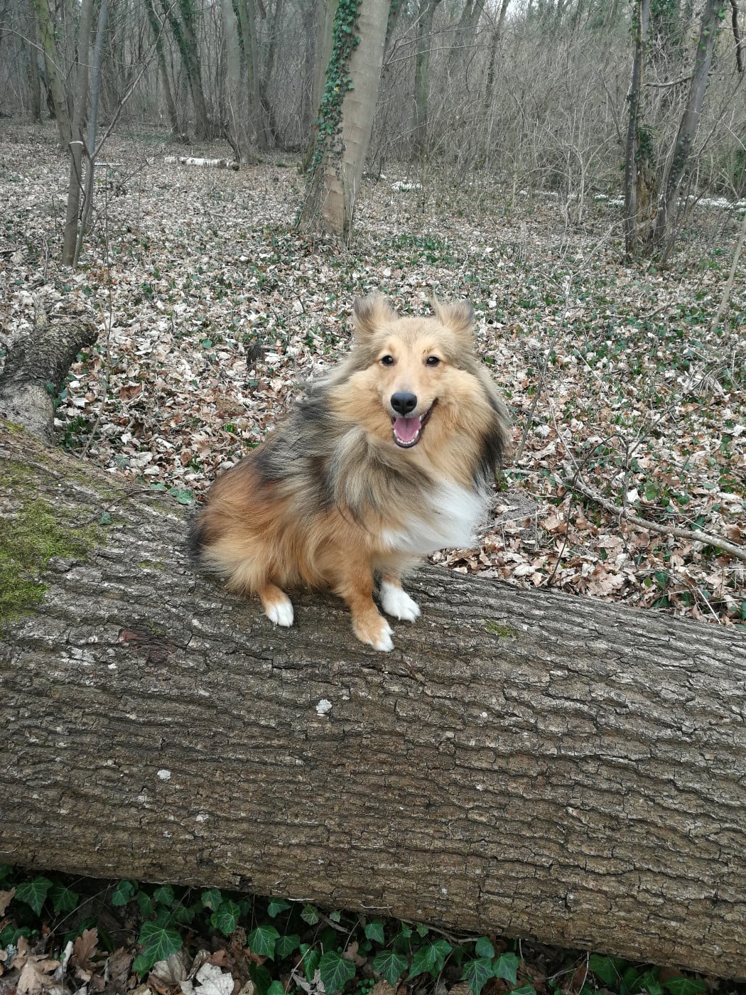 Sonic Des Shelties De Gaia