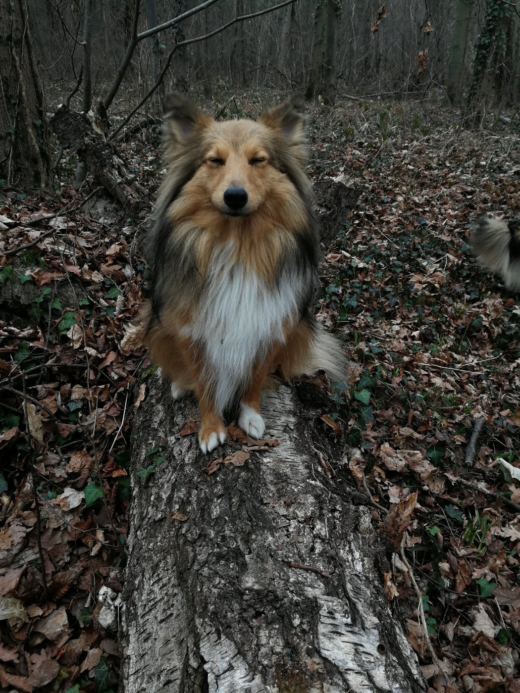 Sonic Des Shelties De Gaia
