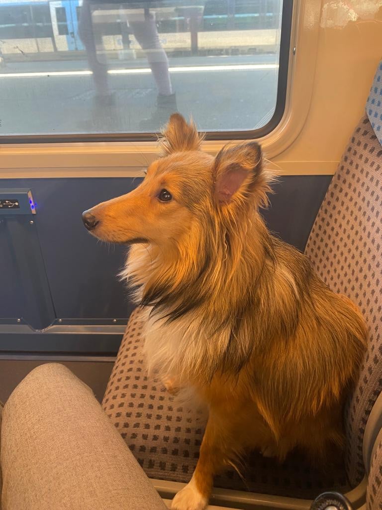 Sonic Des Shelties De Gaia