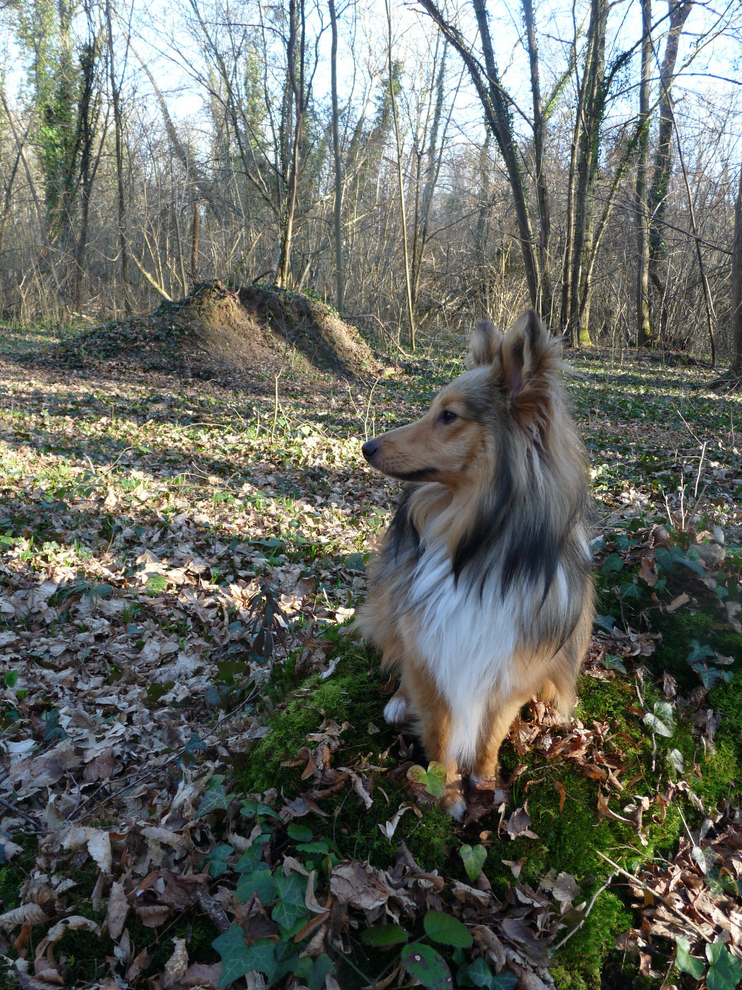 Sonic Des Shelties De Gaia