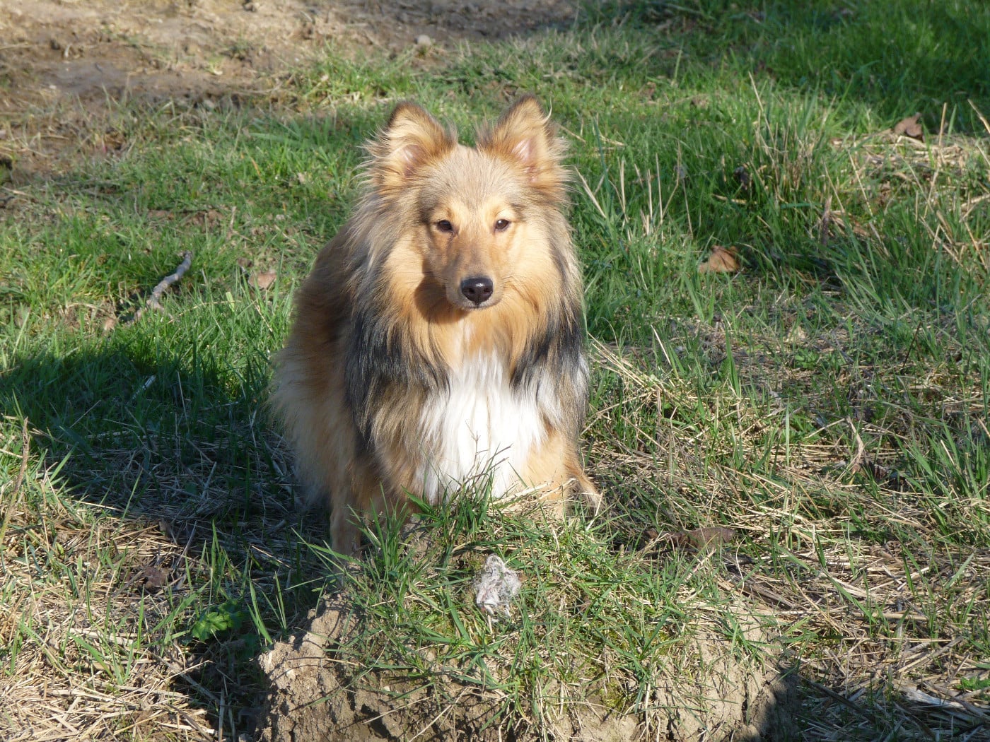 Sonic Des Shelties De Gaia