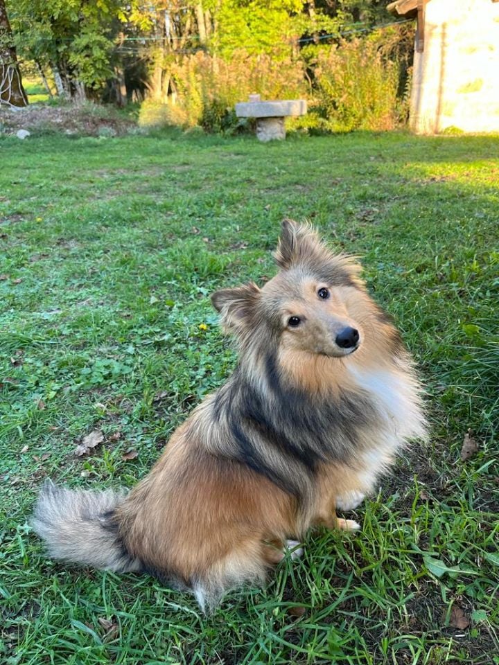 Sonic Des Shelties De Gaia