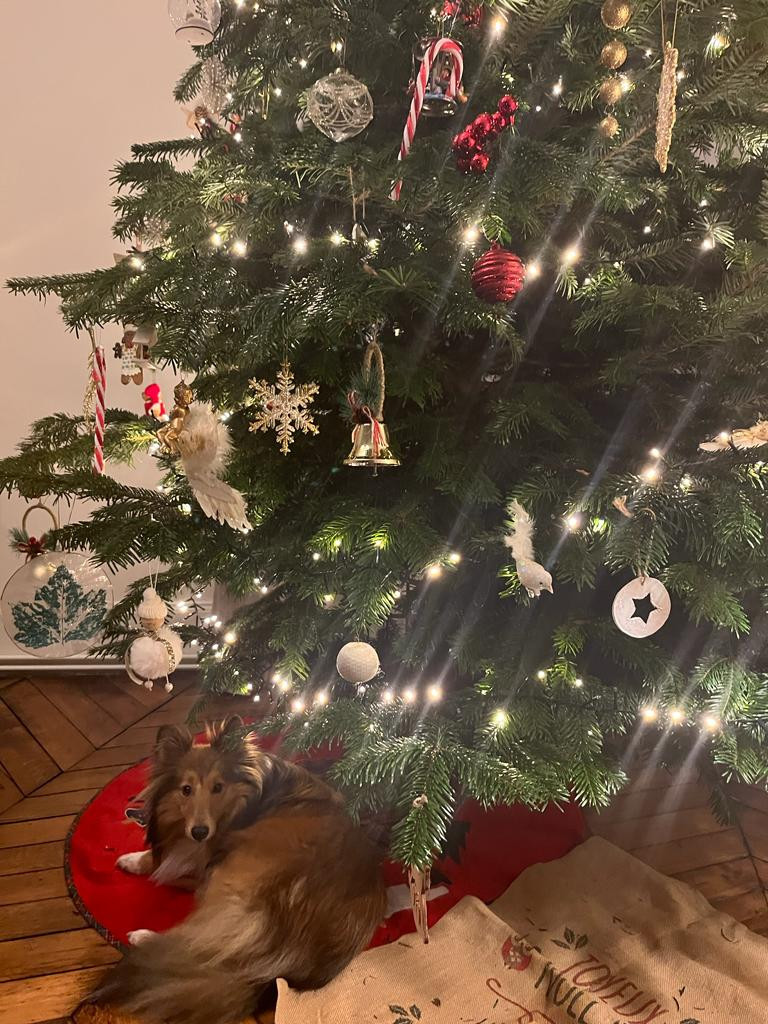 Sonic Des Shelties De Gaia