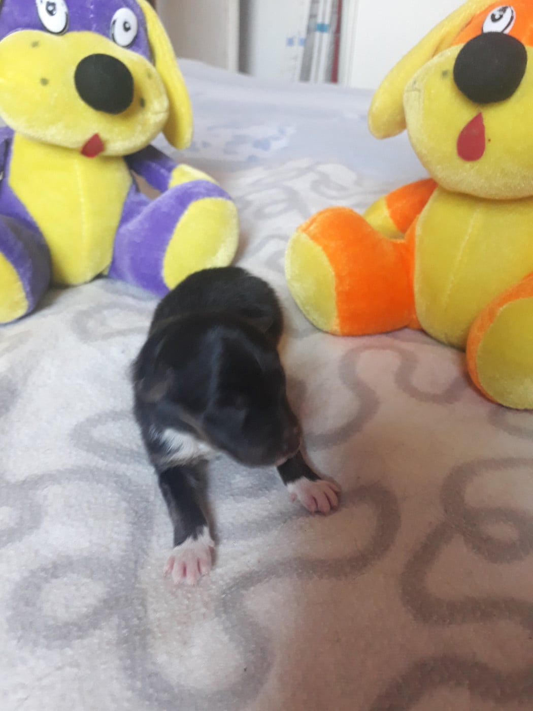 Spike Brun Des Shelties De Gaia