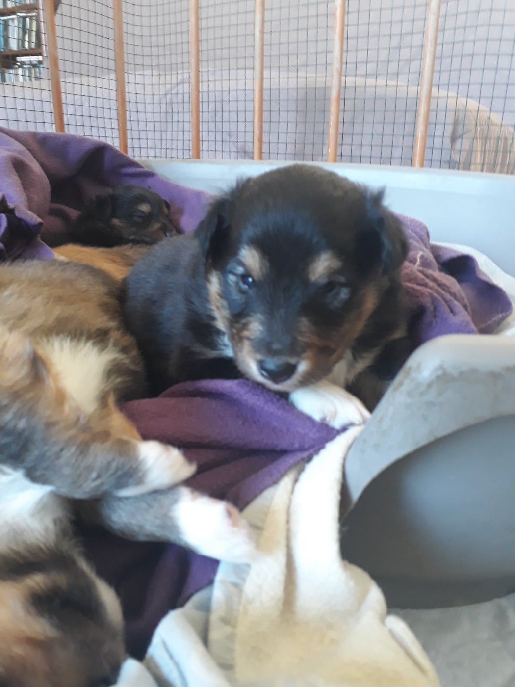 Spike Brun Des Shelties De Gaia