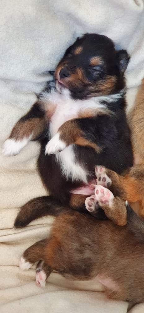 Spike Brun Des Shelties De Gaia