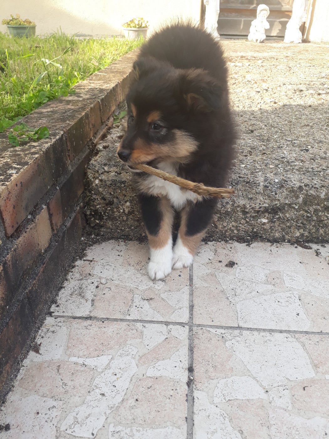 Spike Brun Des Shelties De Gaia