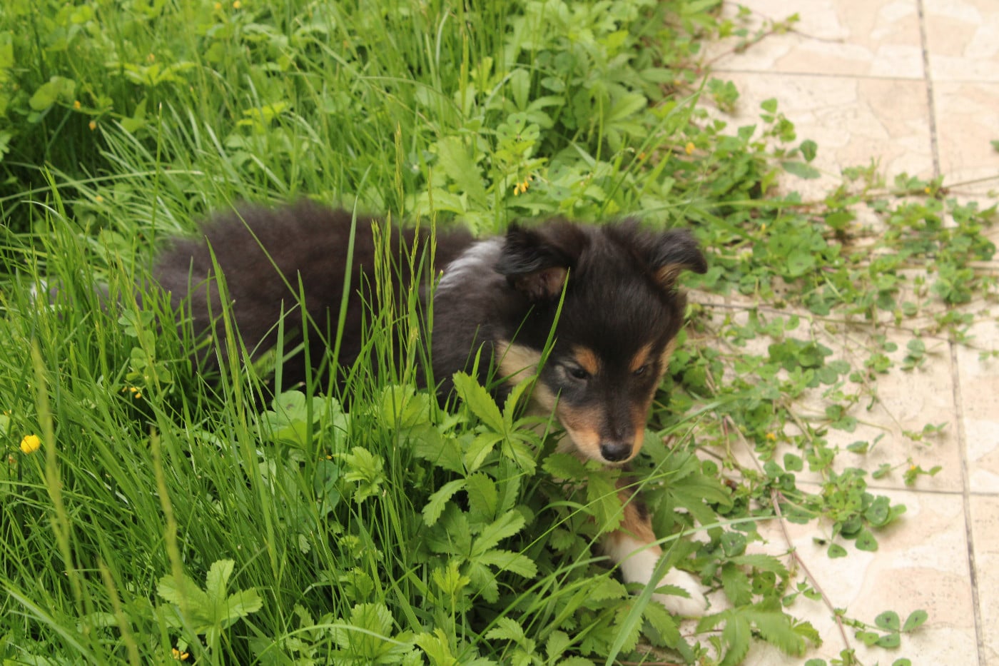 Spike Brun Des Shelties De Gaia