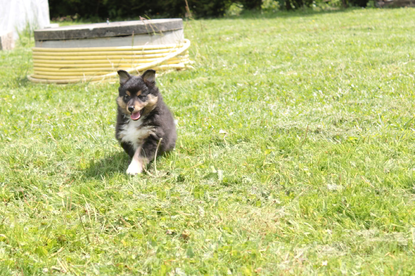 Spike Brun Des Shelties De Gaia