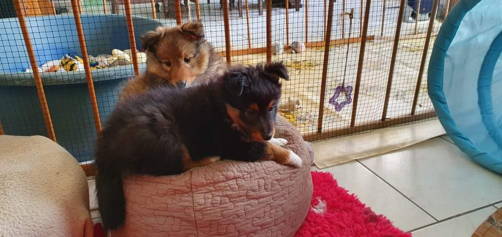 Spike Brun Des Shelties De Gaia