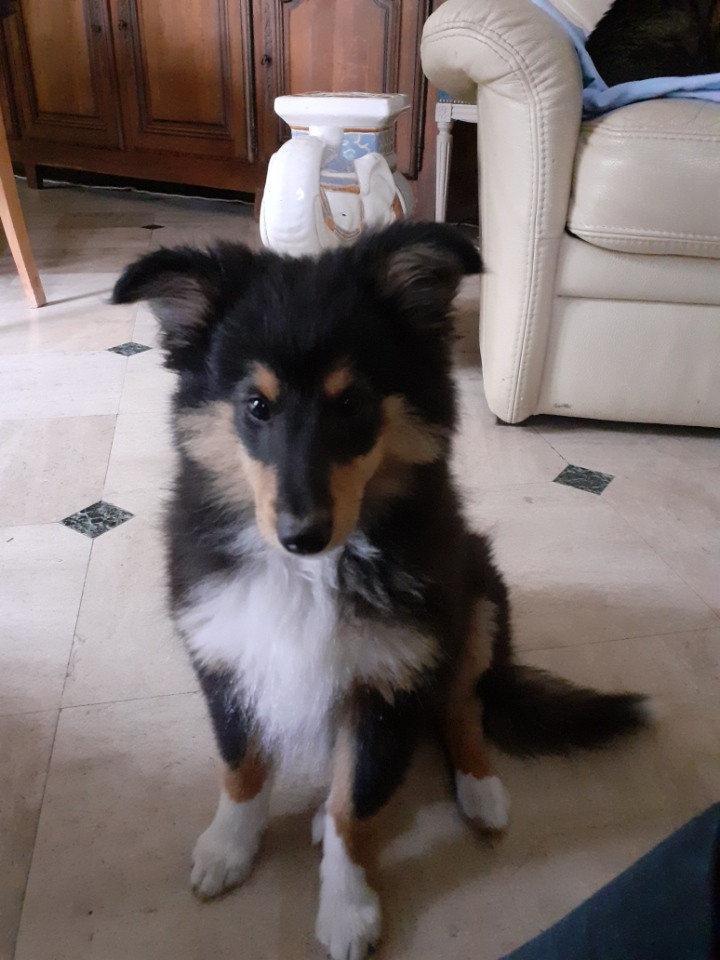 Spike Brun Des Shelties De Gaia