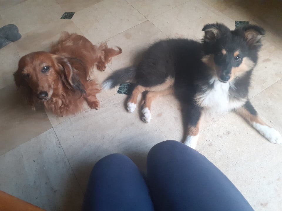 Spike Brun Des Shelties De Gaia