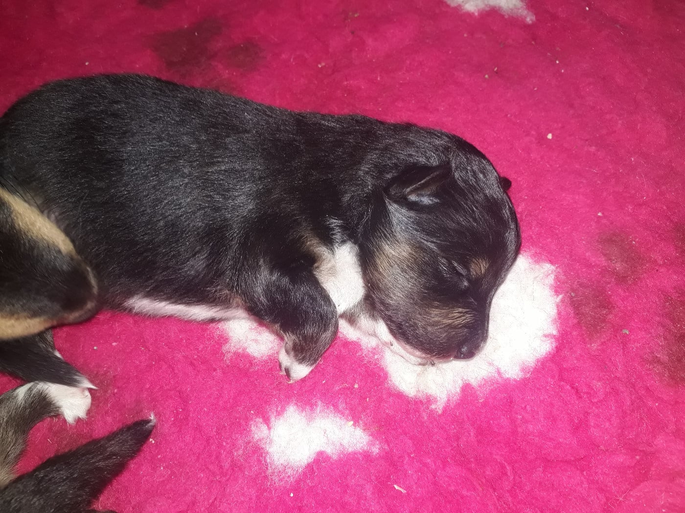 Sunny Brun Des Shelties De Gaia