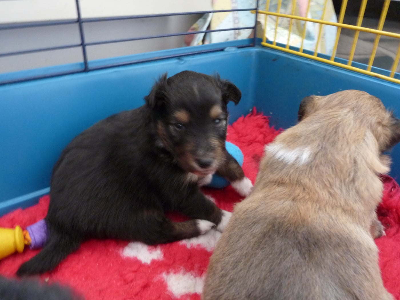 Sunny Brun Des Shelties De Gaia