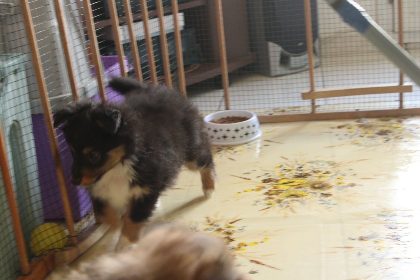 Sunny Brun Des Shelties De Gaia