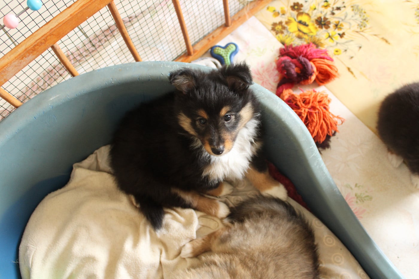 Sunny Brun Des Shelties De Gaia