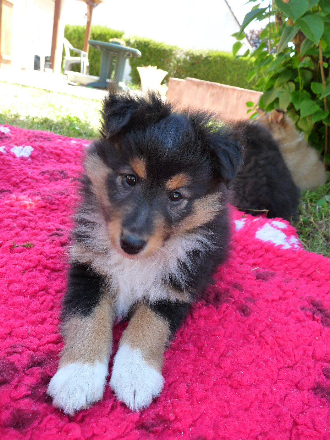 Sunny Brun Des Shelties De Gaia