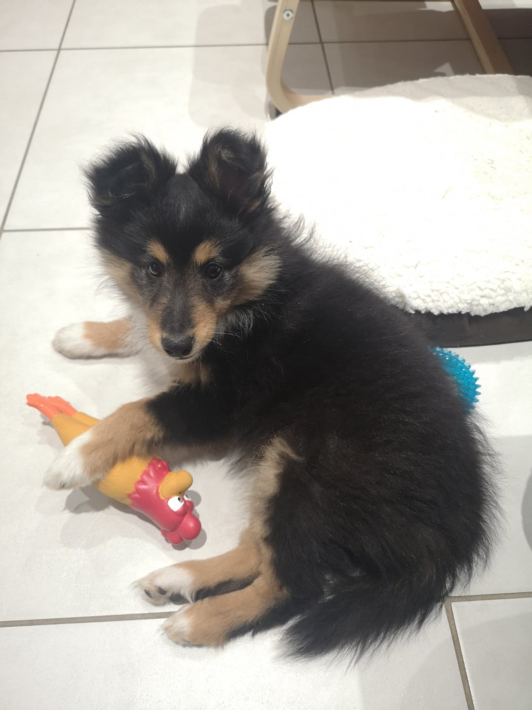 Sunny Brun Des Shelties De Gaia