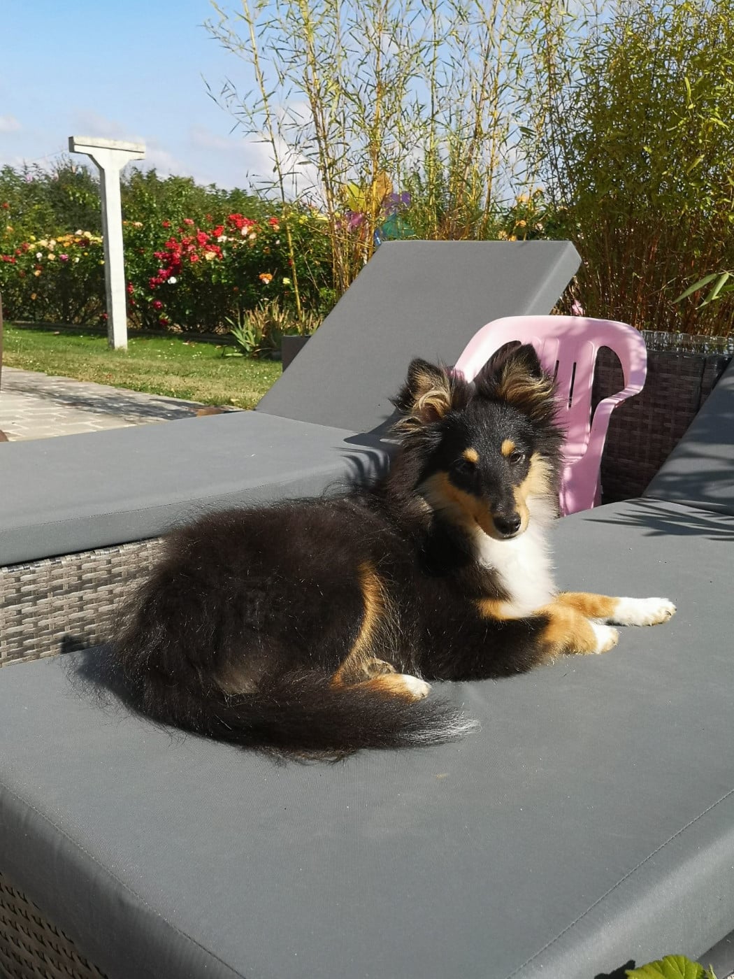 Sunny Brun Des Shelties De Gaia