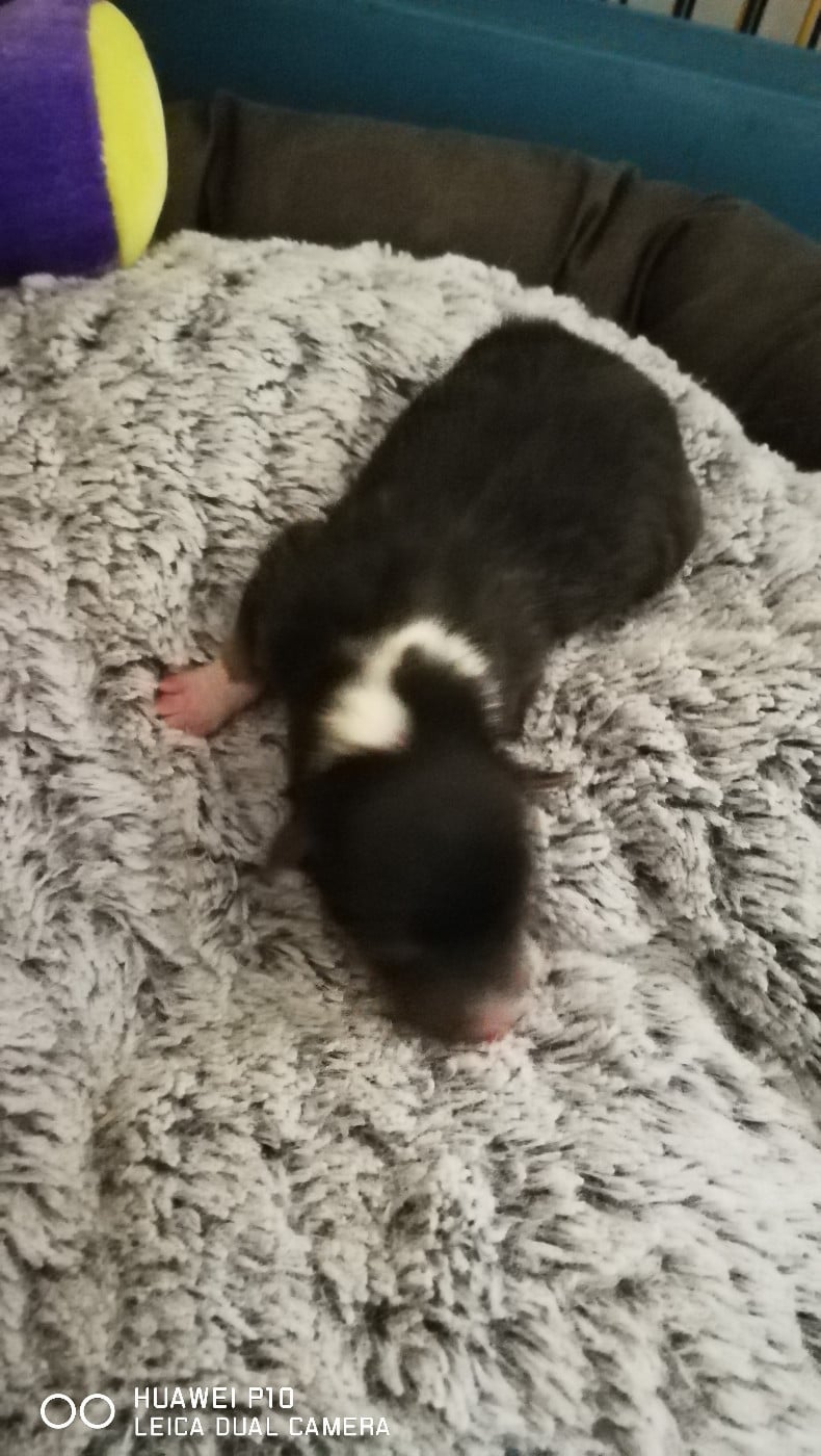 Ukso Brun Des Shelties De Gaia