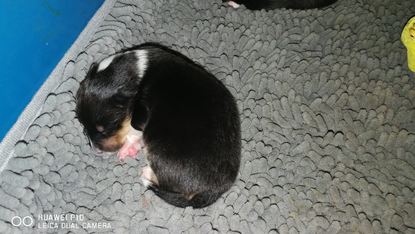 Ukso Brun Des Shelties De Gaia