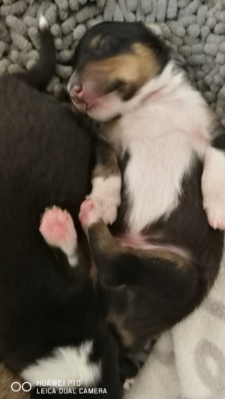 Ukso Brun Des Shelties De Gaia