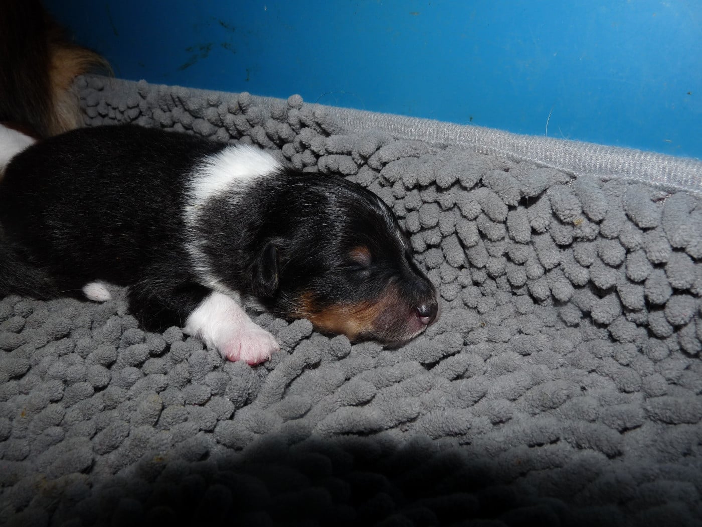 Ukso Brun Des Shelties De Gaia