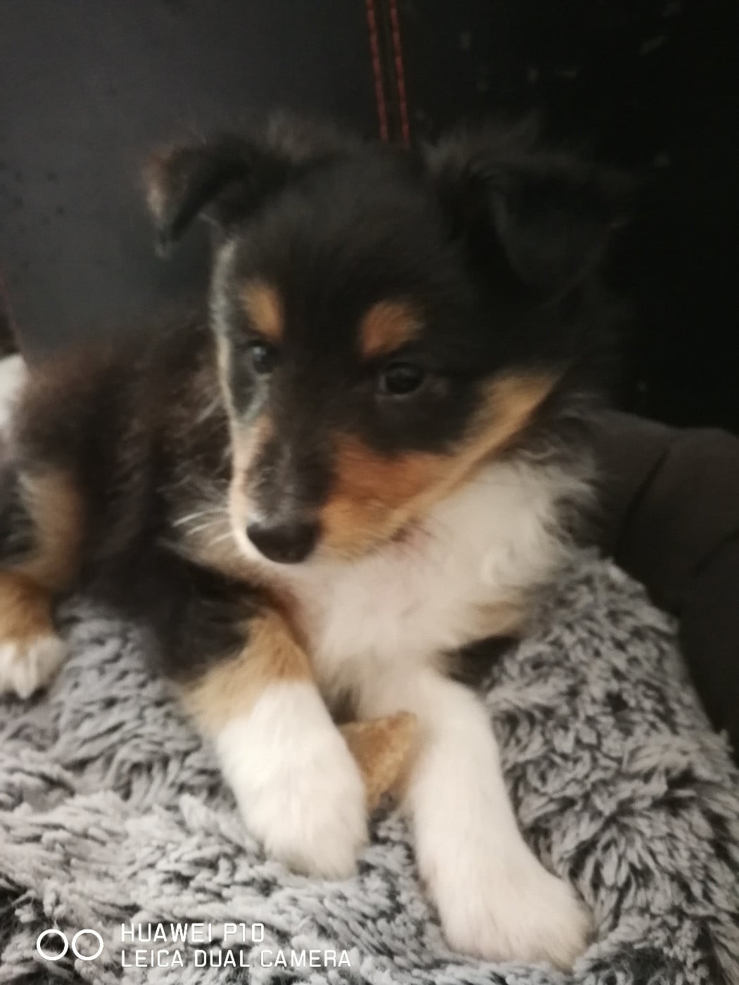 Ukso Brun Des Shelties De Gaia