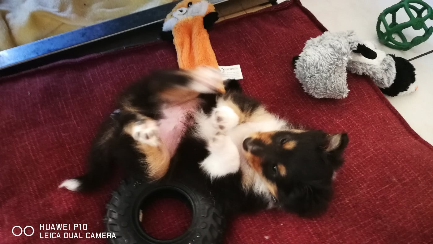 Ukso Brun Des Shelties De Gaia