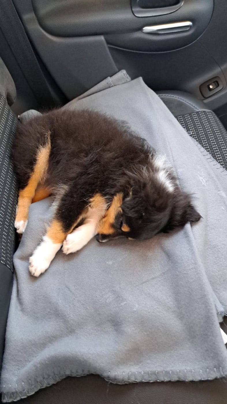 Ukso Brun Des Shelties De Gaia