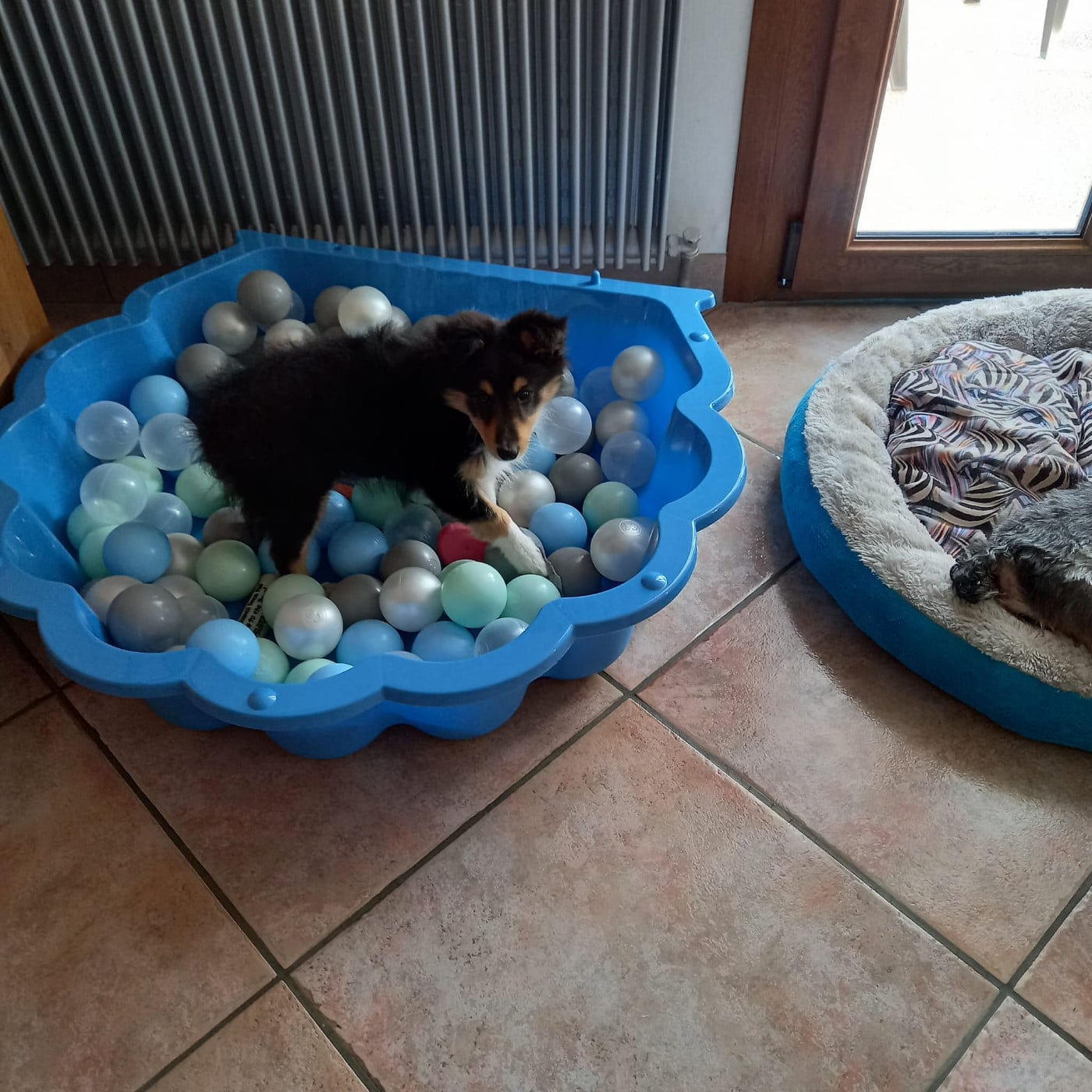 Ukso Brun Des Shelties De Gaia