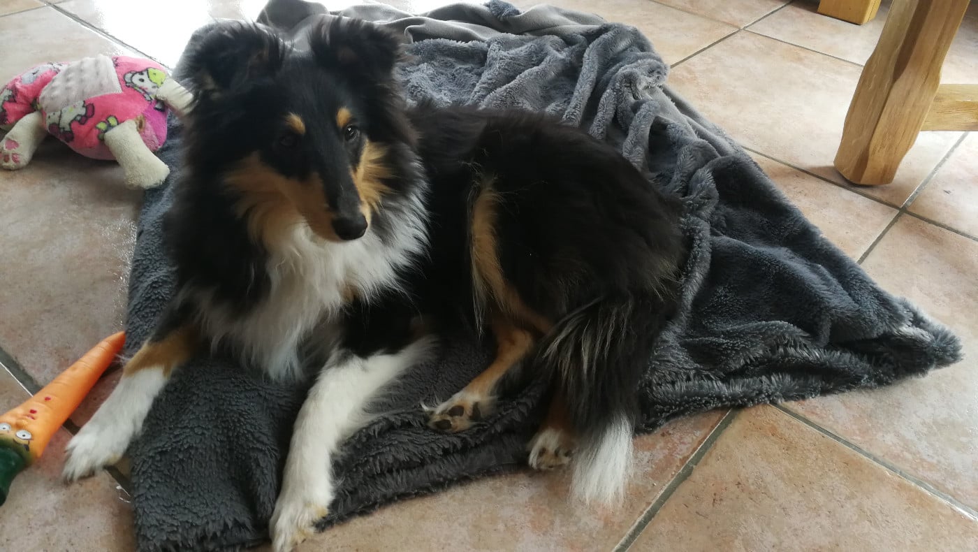 Ukso Brun Des Shelties De Gaia