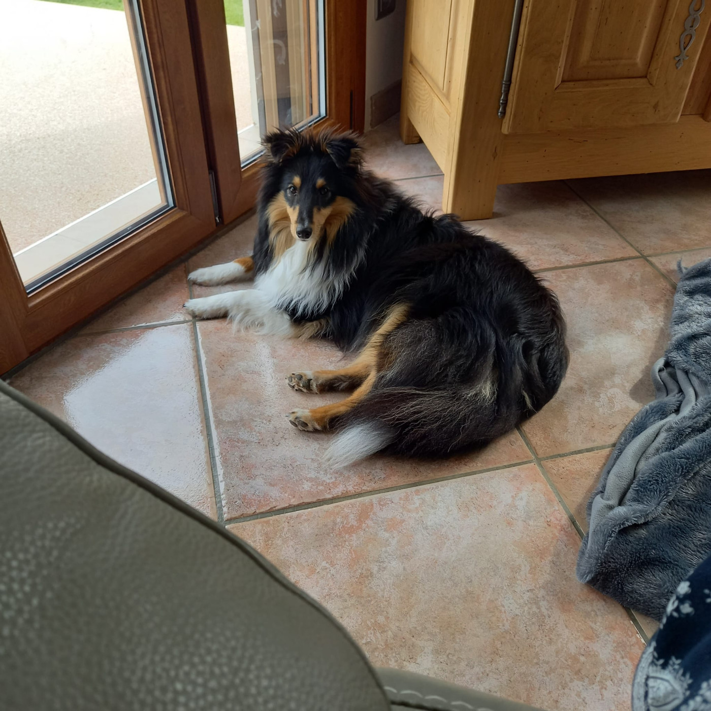 Ukso Brun Des Shelties De Gaia