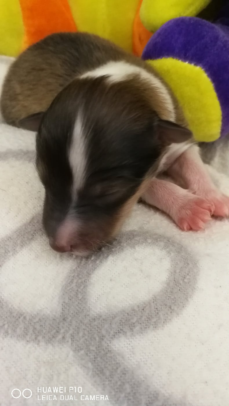 Ukyo Des Shelties De Gaia