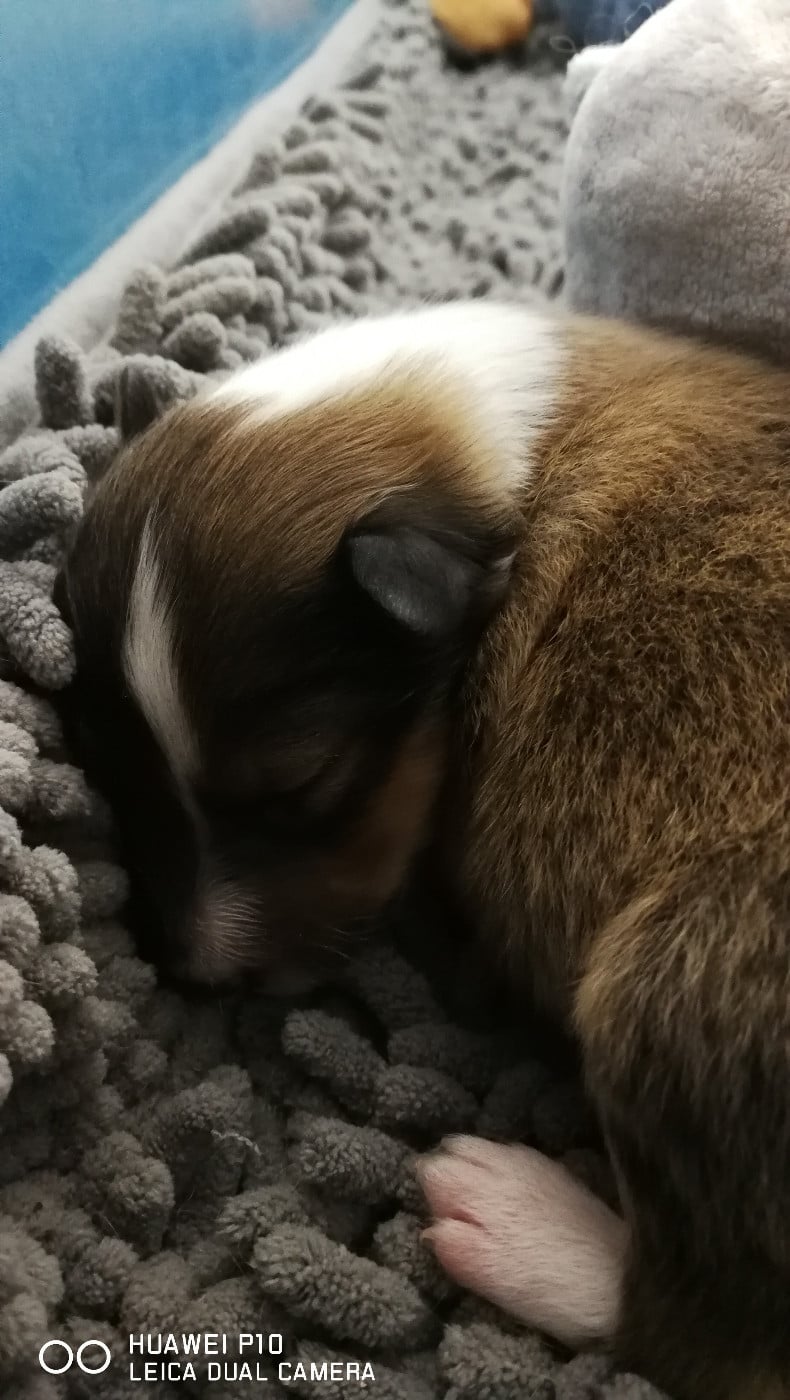 Ukyo Des Shelties De Gaia