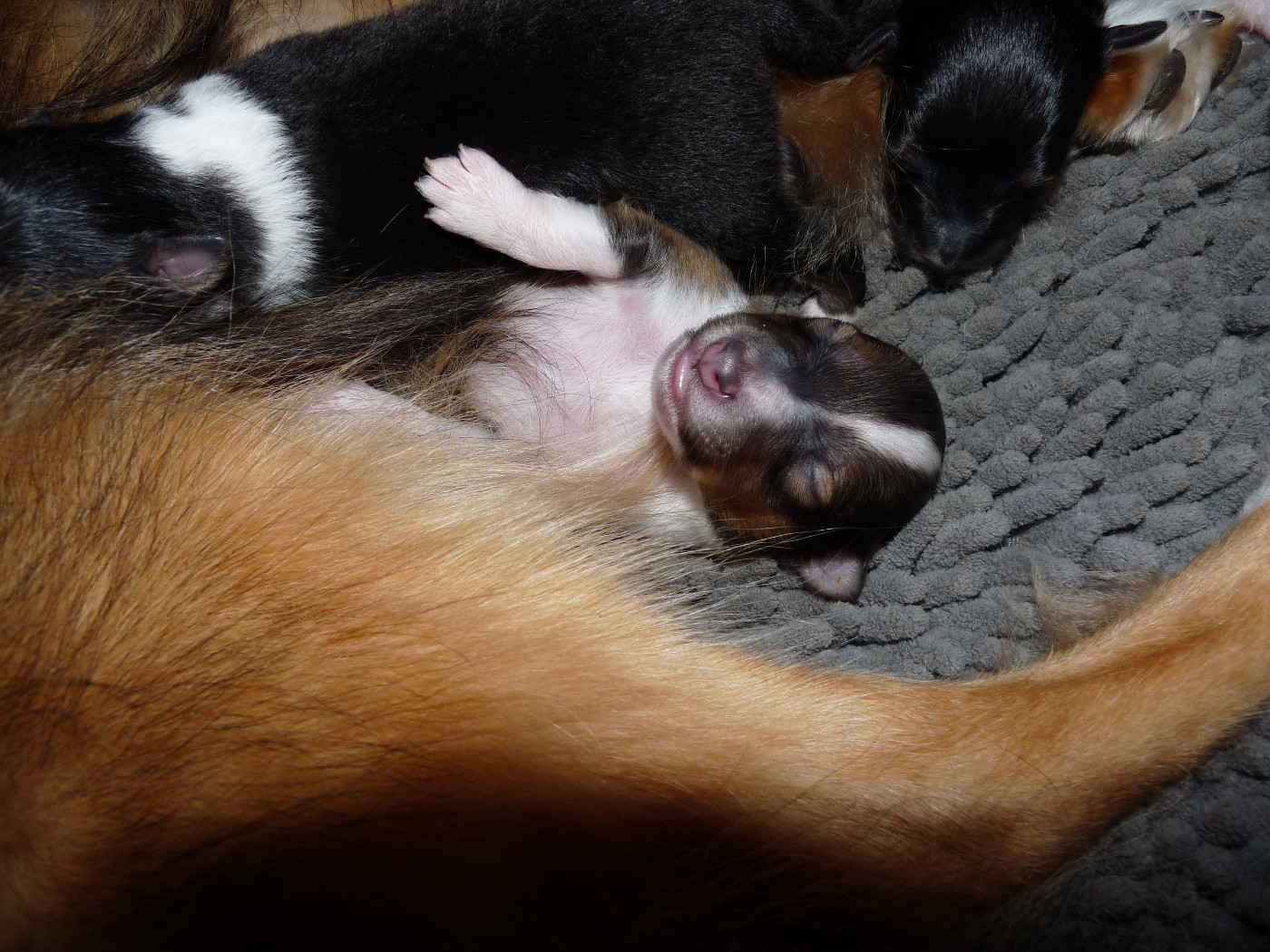 Ukyo Des Shelties De Gaia